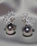 Tahitian Pearl Earrings – 11mm